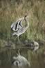 02 heron stretching.jpg (56kb)